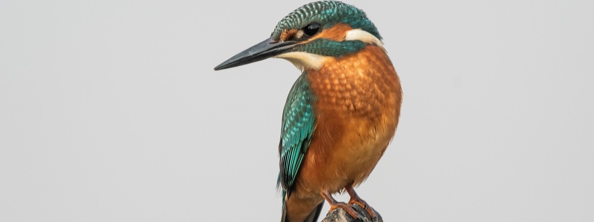 Kingfisher Services (Yorkshire) Ltd banner